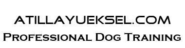 AtillaYueksel.com